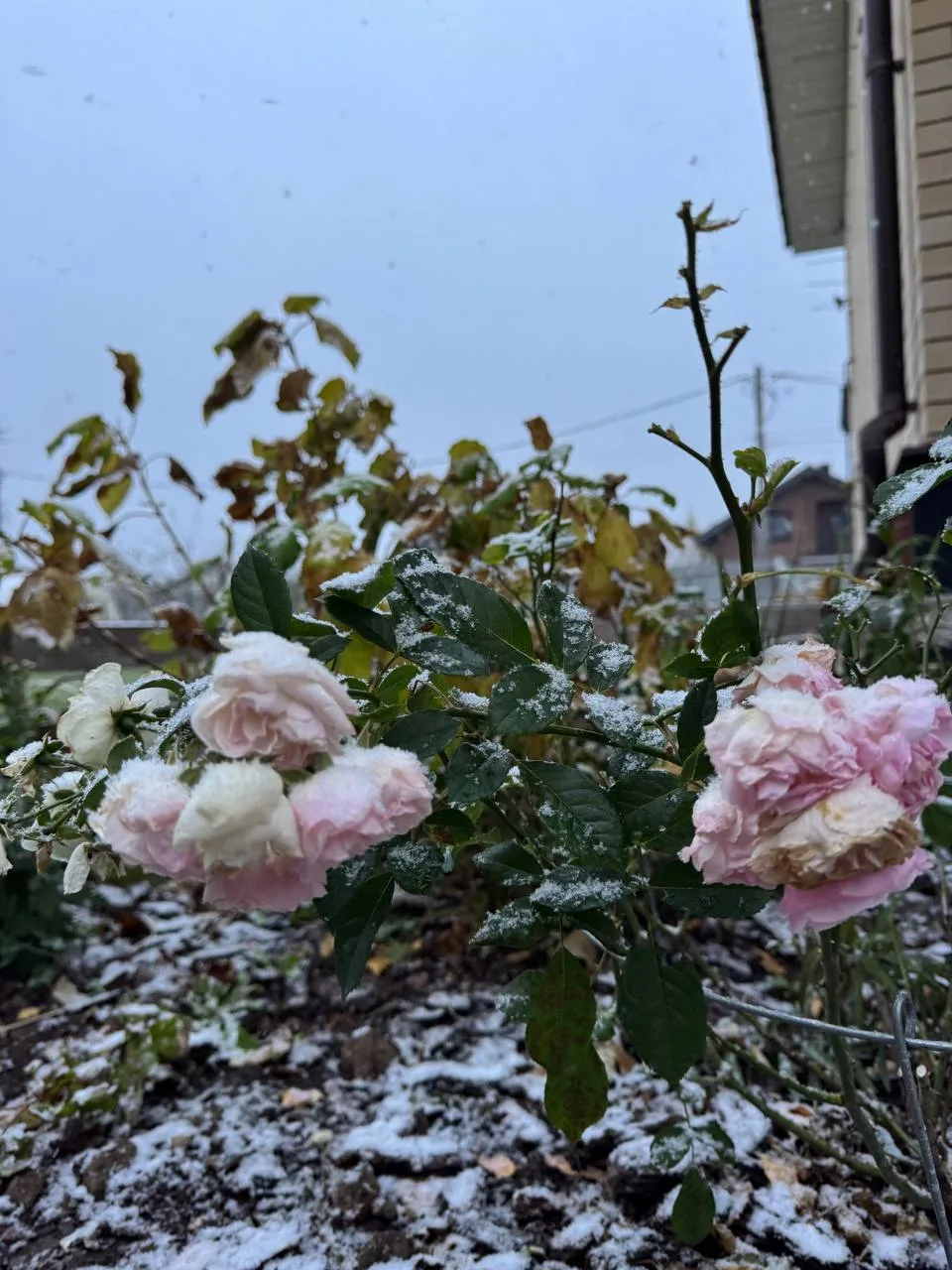 ❄️ Первый снег в Нижнем Новгороде может выпасть в первые дни ноября.