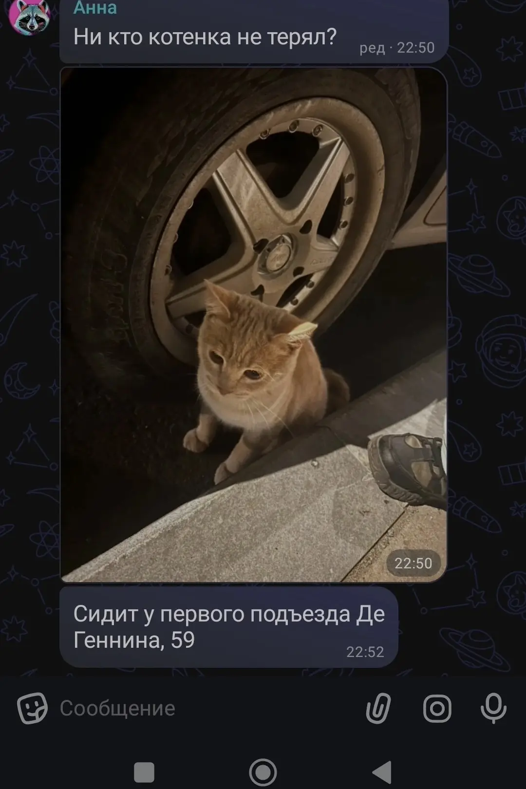 Замечен кот /кошка, рыжий окрас (Екатеринбург, Академический)