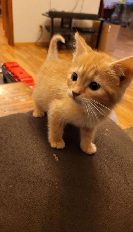 Круассанчик 🥐 на ужин 😸