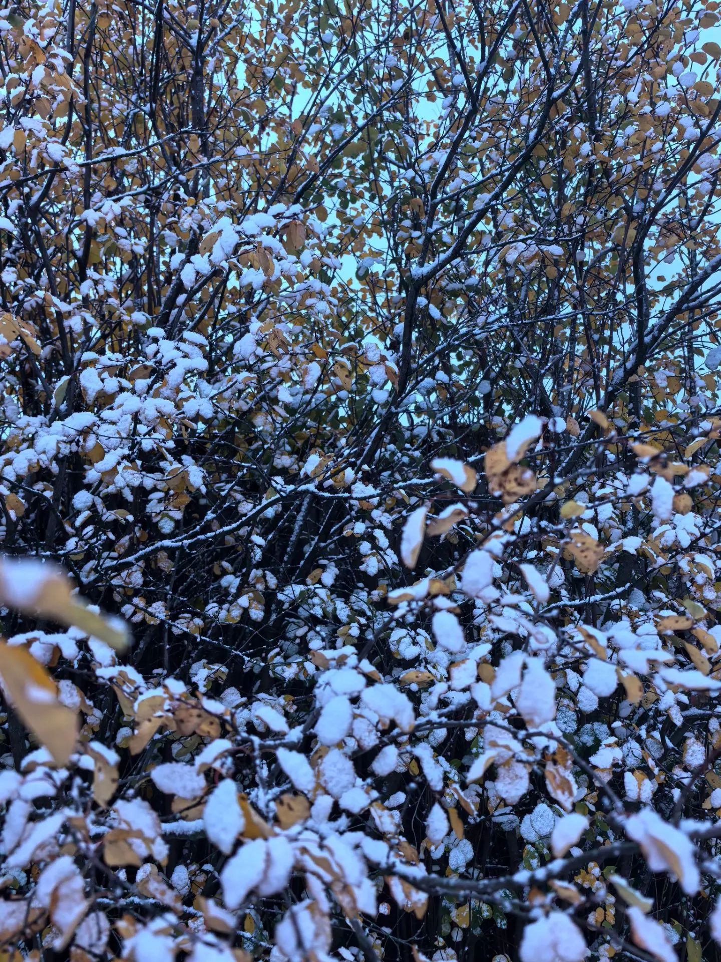 Доброе утро, друзья! А за окном сегодня снежно❄️❄️❄️❄️❄️