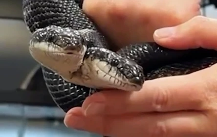 Двухголовая змея Тигр и Лили отпраздновала 9-летие 🐍 🎂