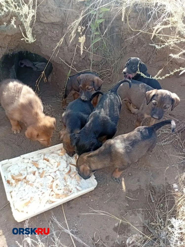 🐶 Их было десять, осталось четверо… Поможем малышам найти дом! ❤️