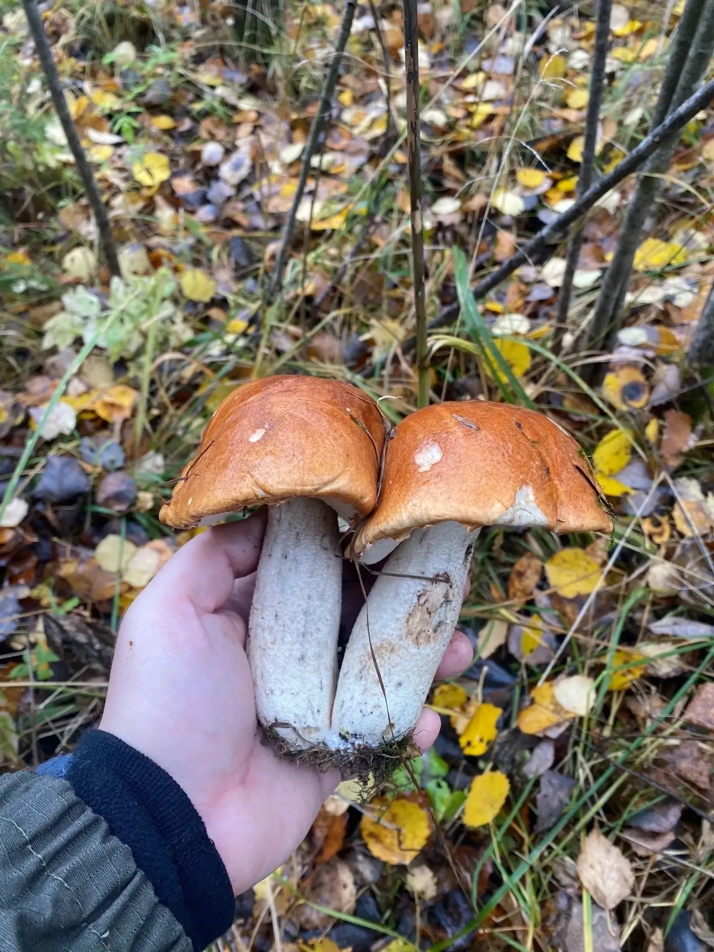 Закрыл сезон этими красавцами.