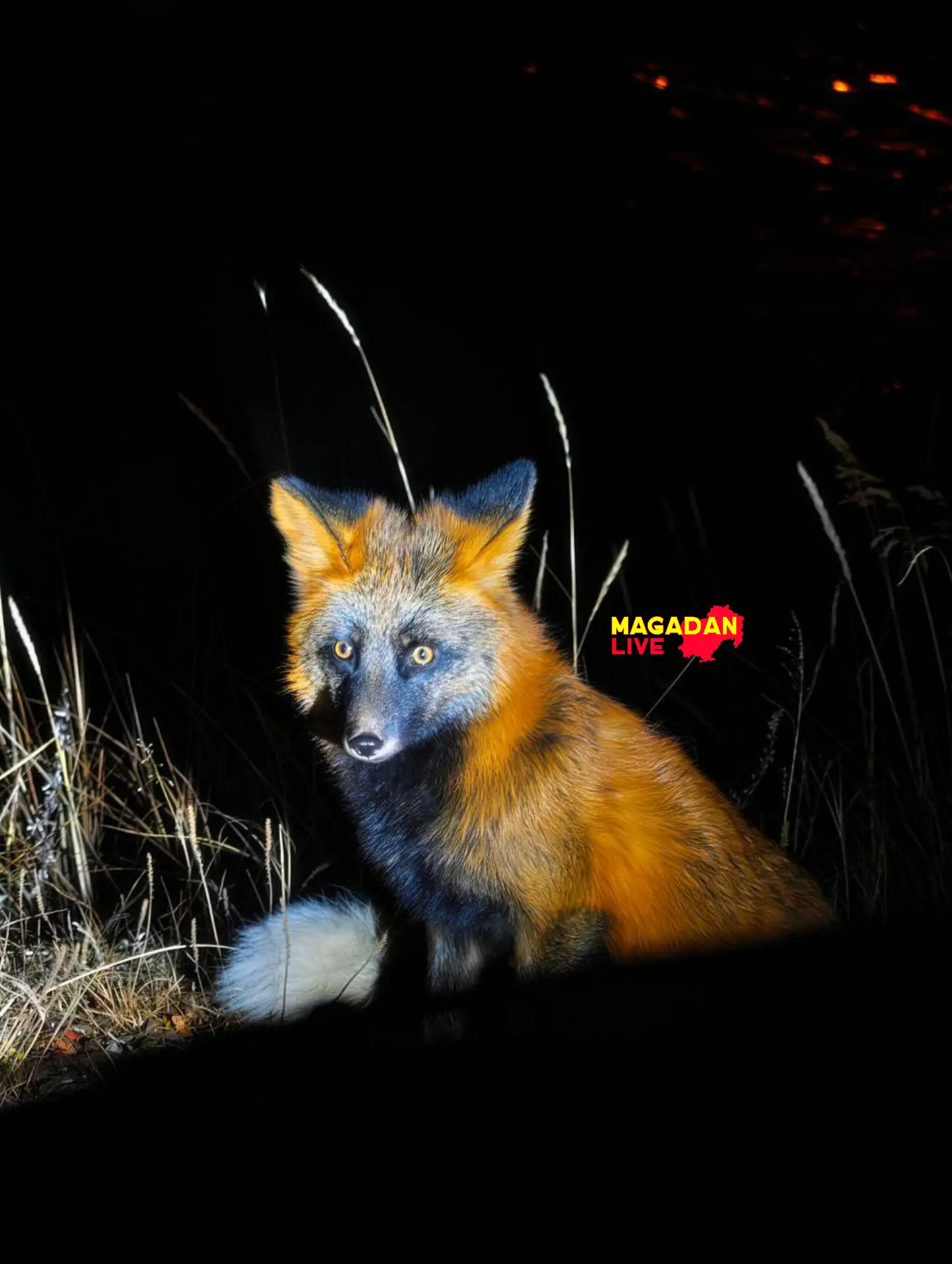 Рыжая красавица 🦊