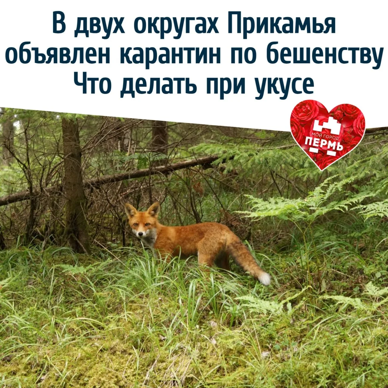 🐾 В двух округах Прикамья объявлен карантин по бешенству. Что делать при укусе