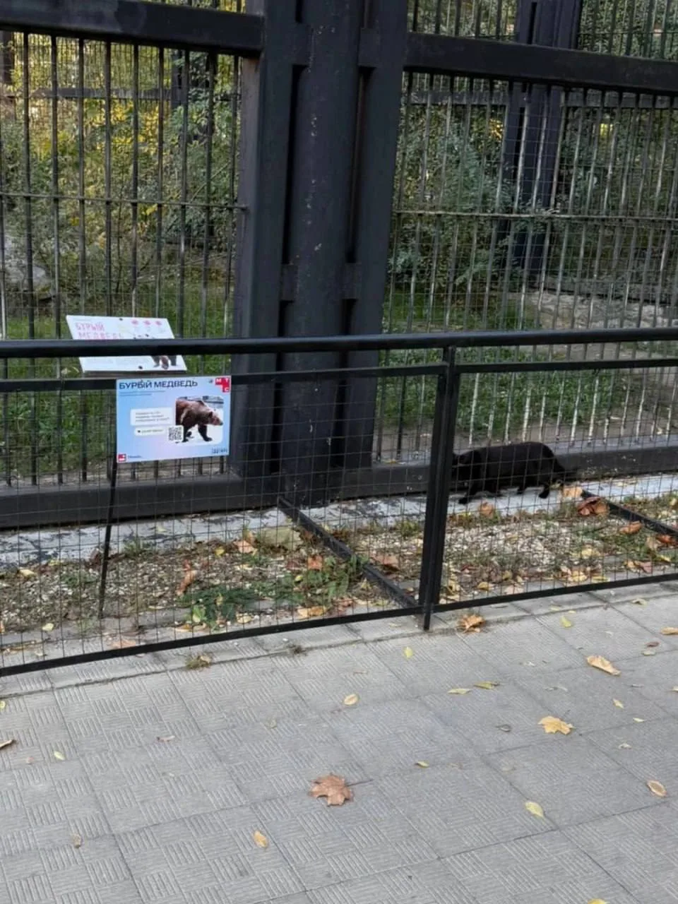 ⚡️ В Воронежском зоопарке заметили пушистого «медведя» с хвостом