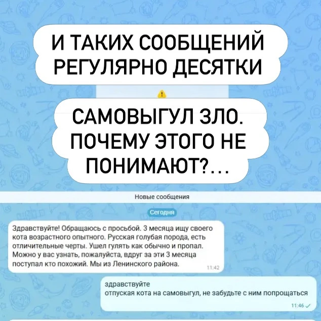 2026 год. Люди продолжают выпускать собак и кошек на самовыгул🤧