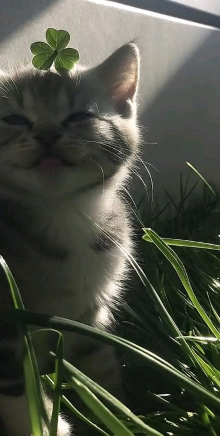 Зеленые обои 🥕