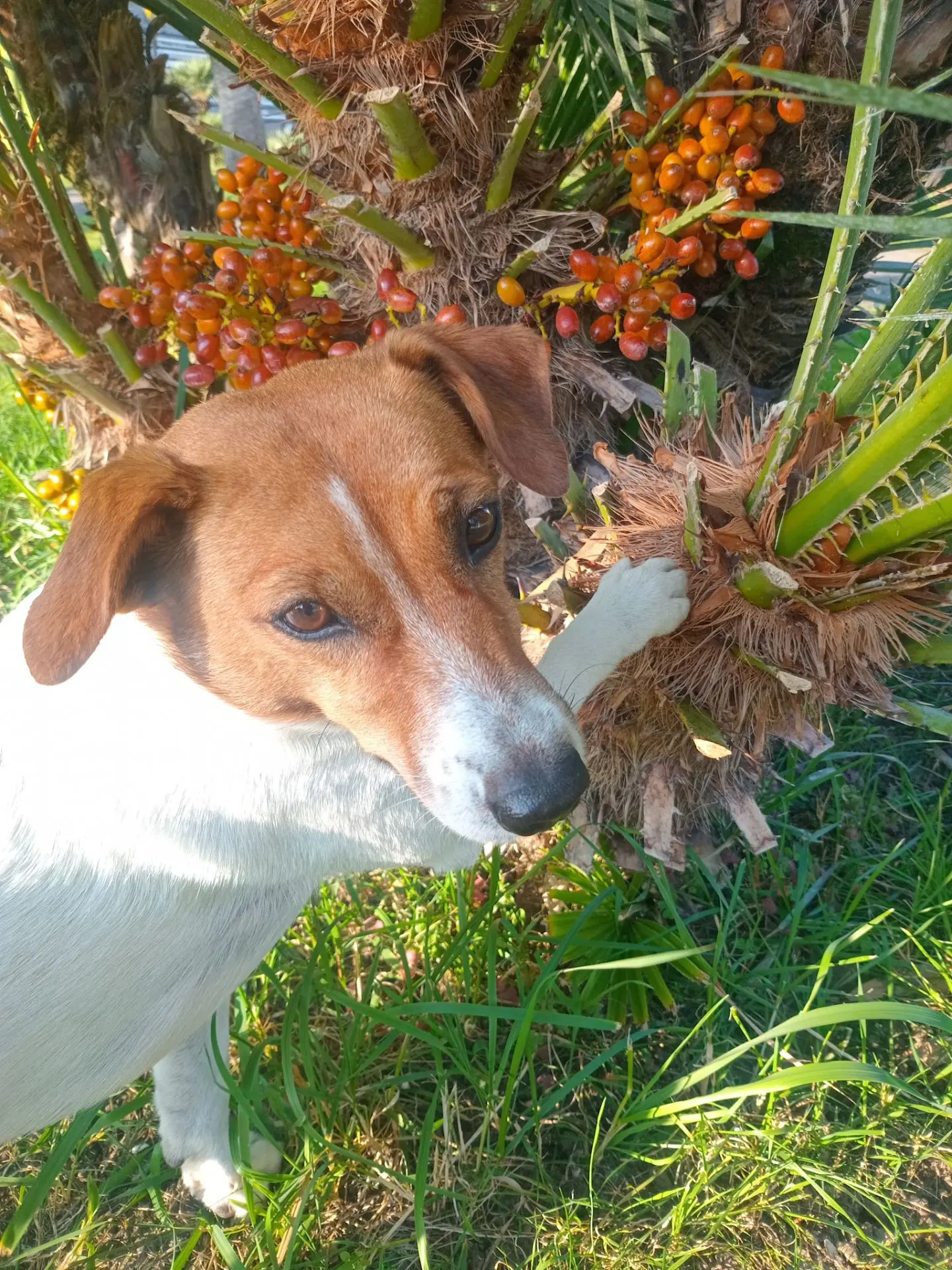 Бутия головчатая (мармеладная пальма🌴) плоды можно и нужно есть!