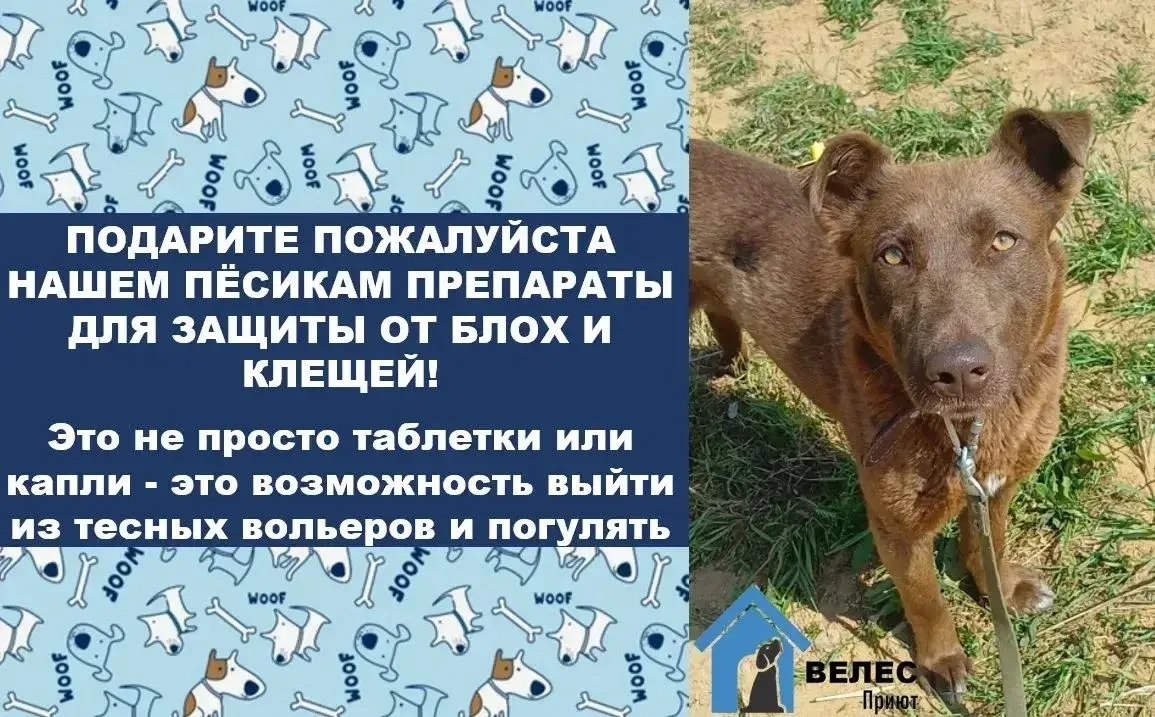 Нашим хвостикам необходима как воздух ваша помощь!