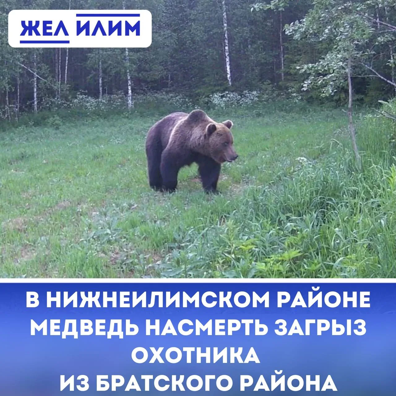 ⚠️ В Нижнеилимском районе медведь насмерть загрыз охотника из Братского района