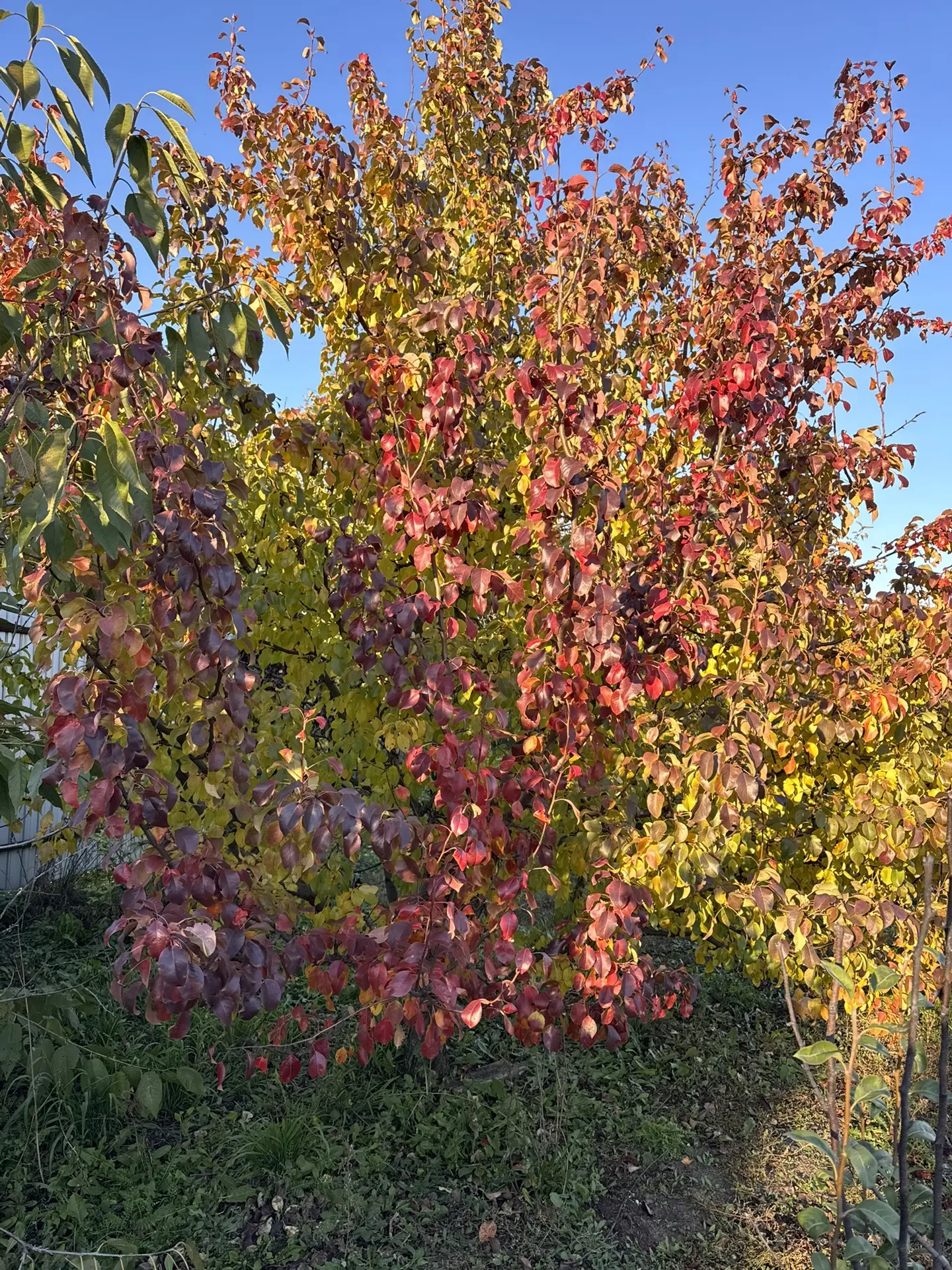 Какая красивая груша😍 Мне кажется я ее такой никогда не видела
