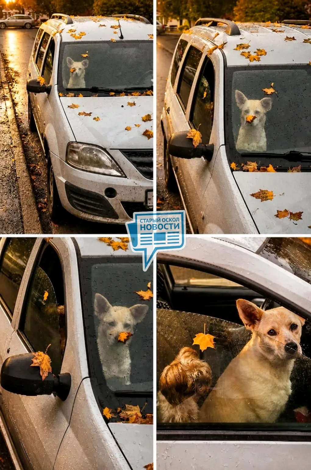 🍁 Кленовые листья. 🐶 Два лохматых штурмана на переднем сиденье.