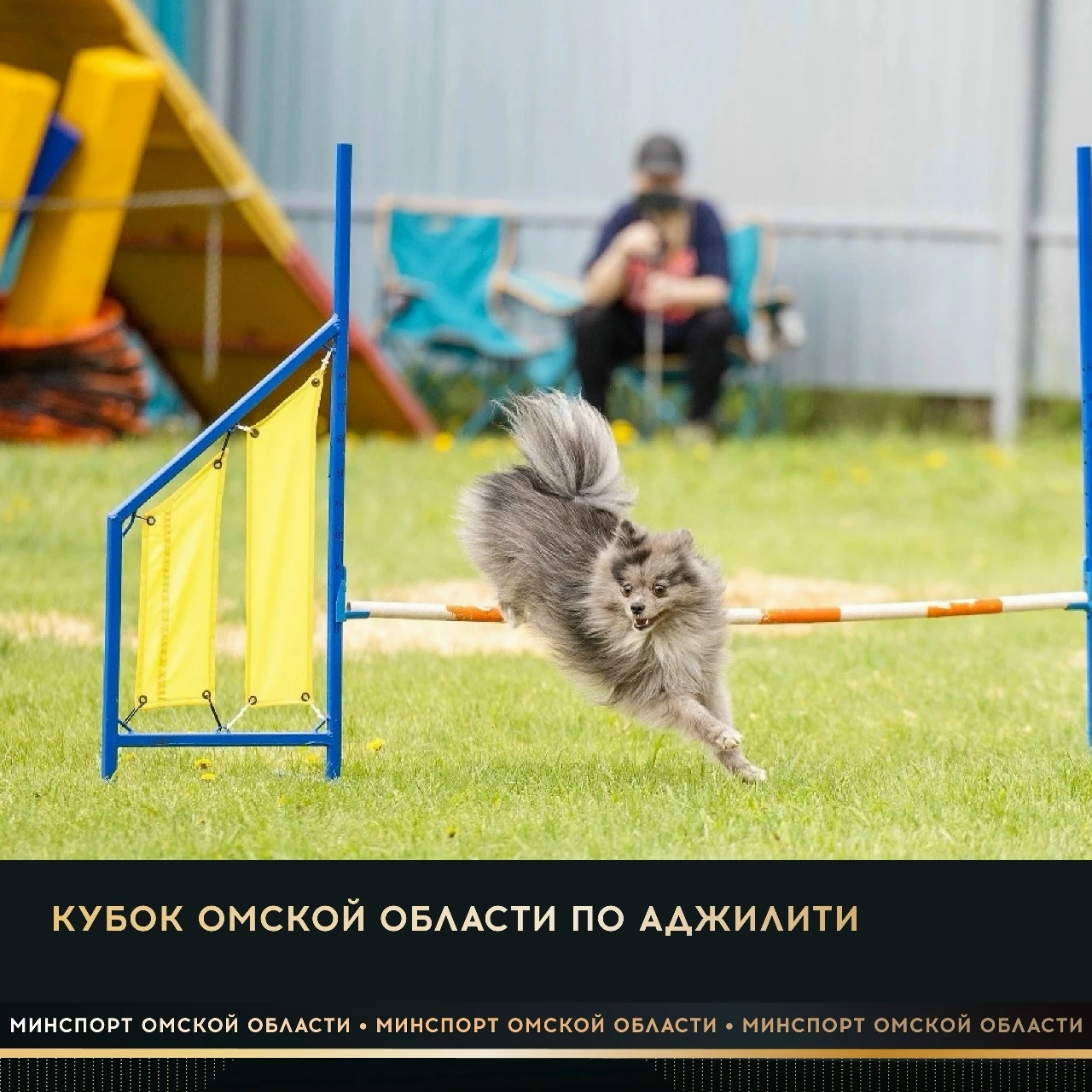 В выходные в поселке Магистральный пройдет Кубок Омской области по кинологическому спор...