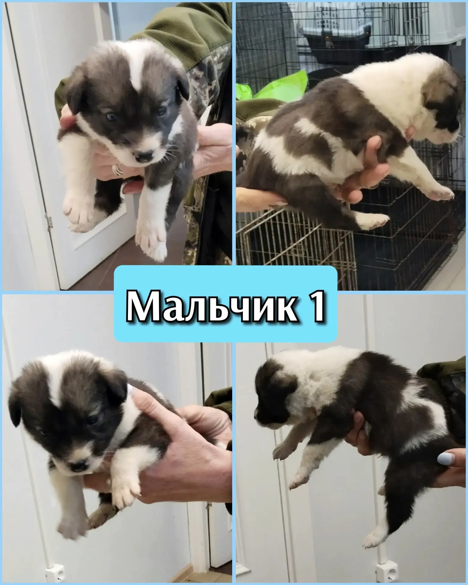 🆘 В Приют для бездомных животных г. Первоуральска ПОСТУПИЛИ ЩЕНКИ - МАЛЯВКИ 🆘 ОЧЕНЬ Н...