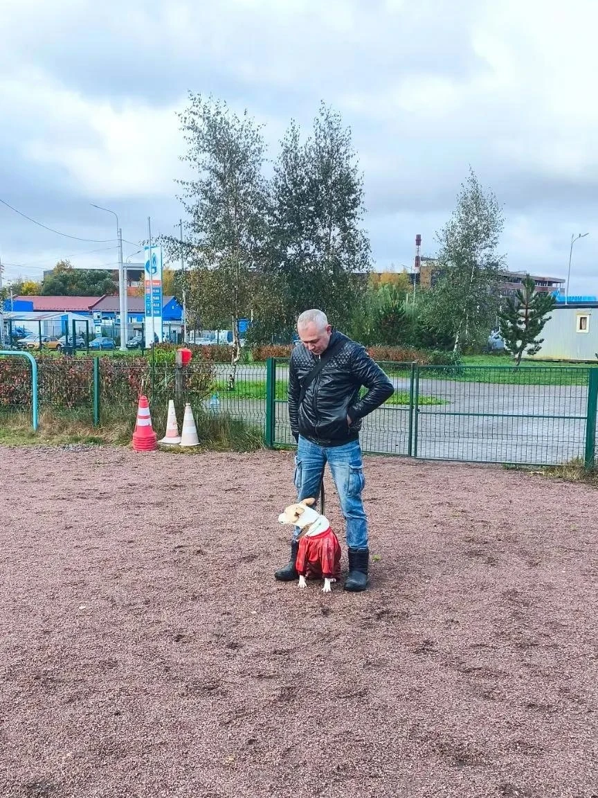 🐾 Диалог без поводка: как превратить хаотичные прогулки в удовольствие.