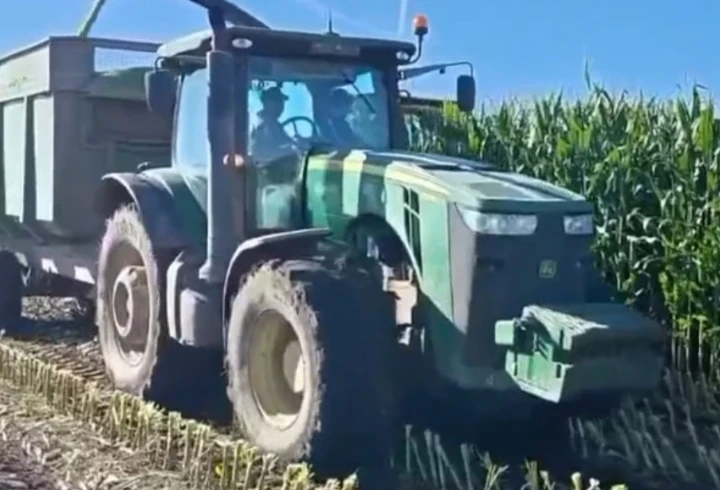 🌽 Кукурузу убирают в срок