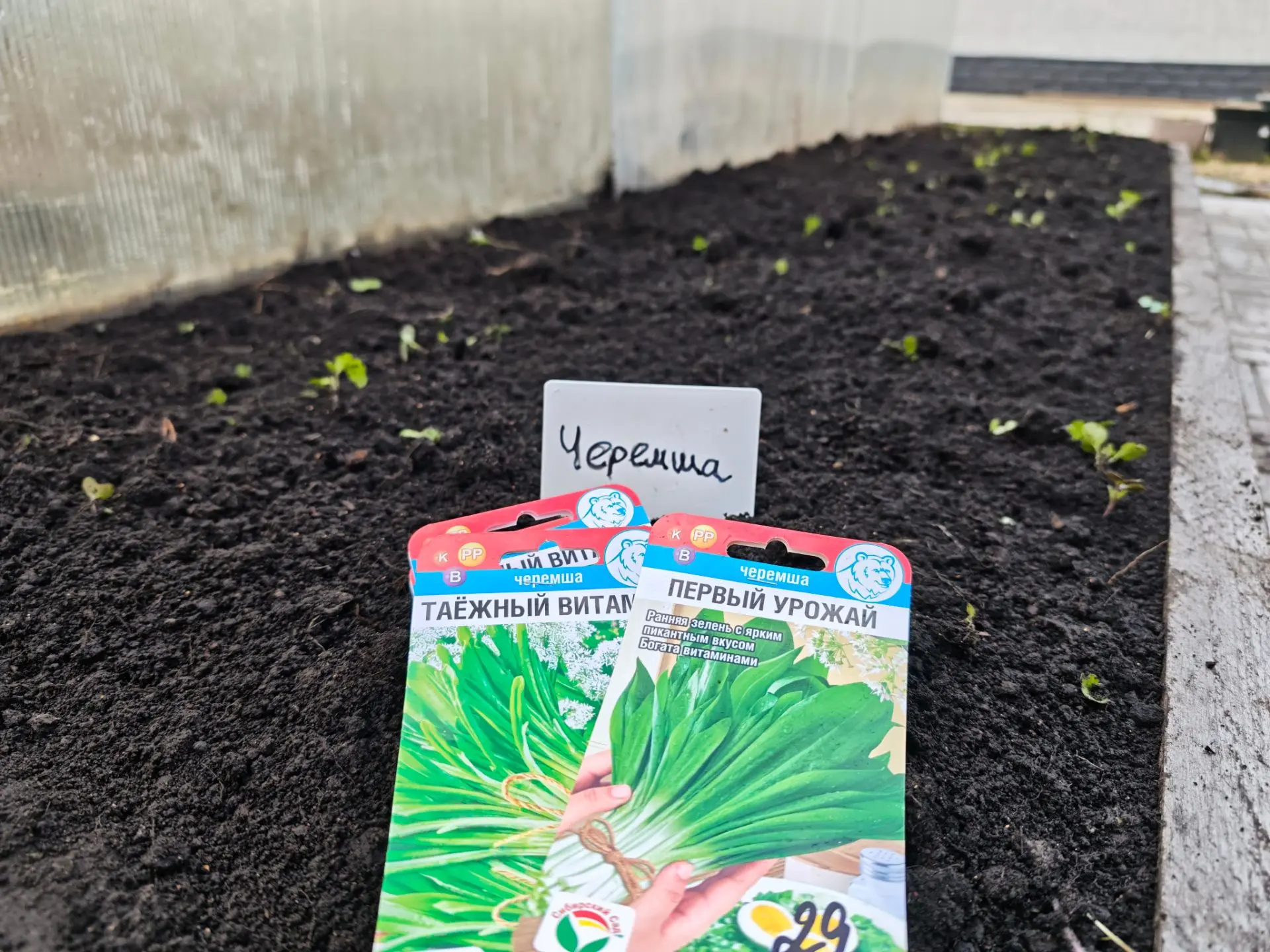 Сегодня посеяла черемшу 🥬