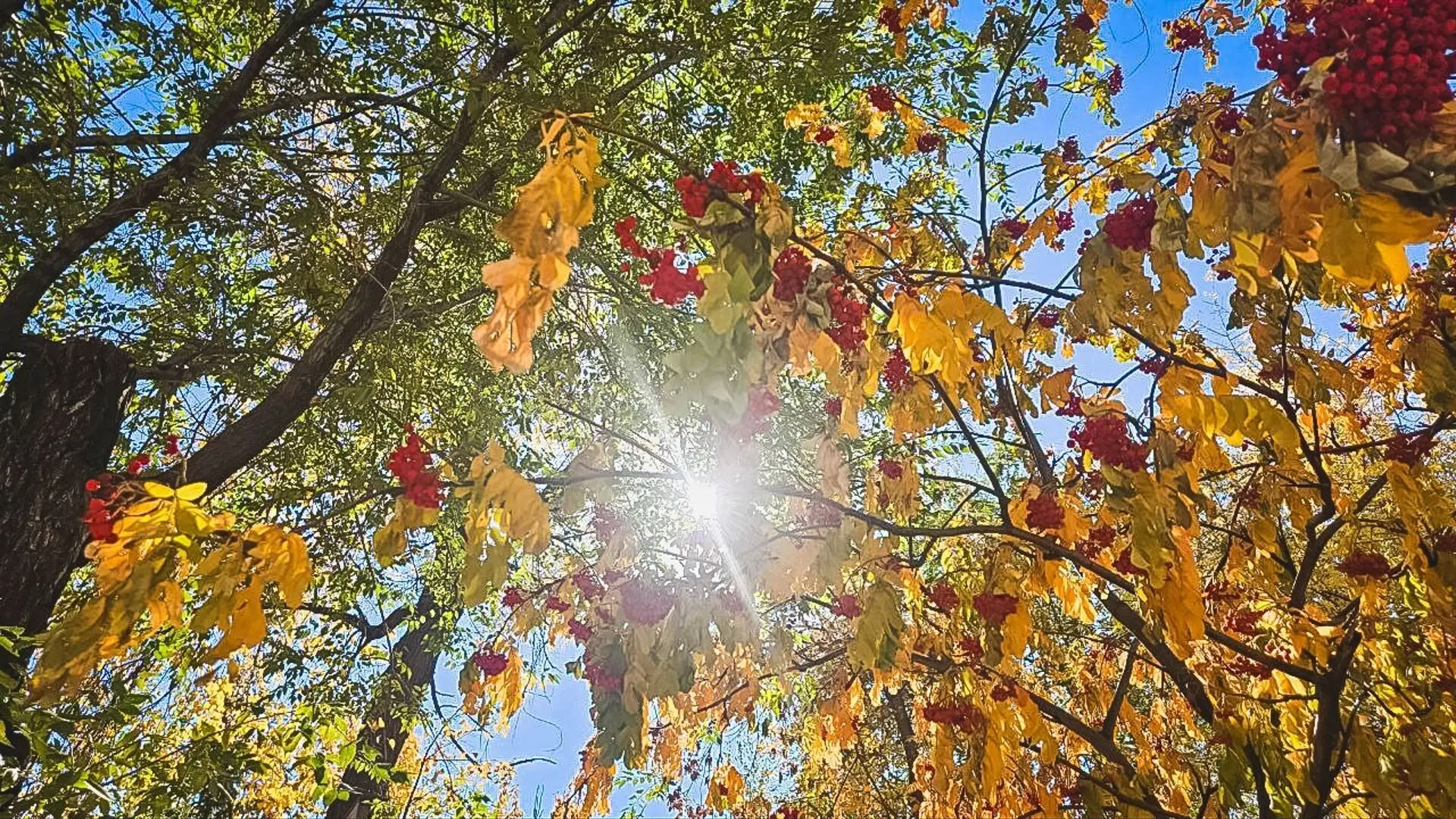 Бабье лето возвращается в нашу область! 🎉