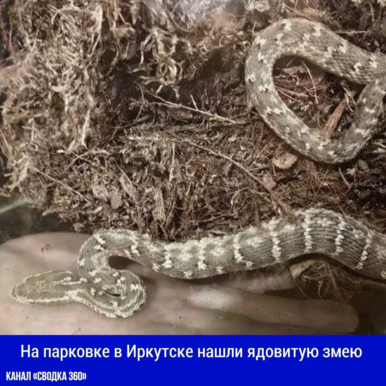 6 октября в микрорайоне Ново-Ленино в Иркутске жители заметили змею на капоте автомобил...