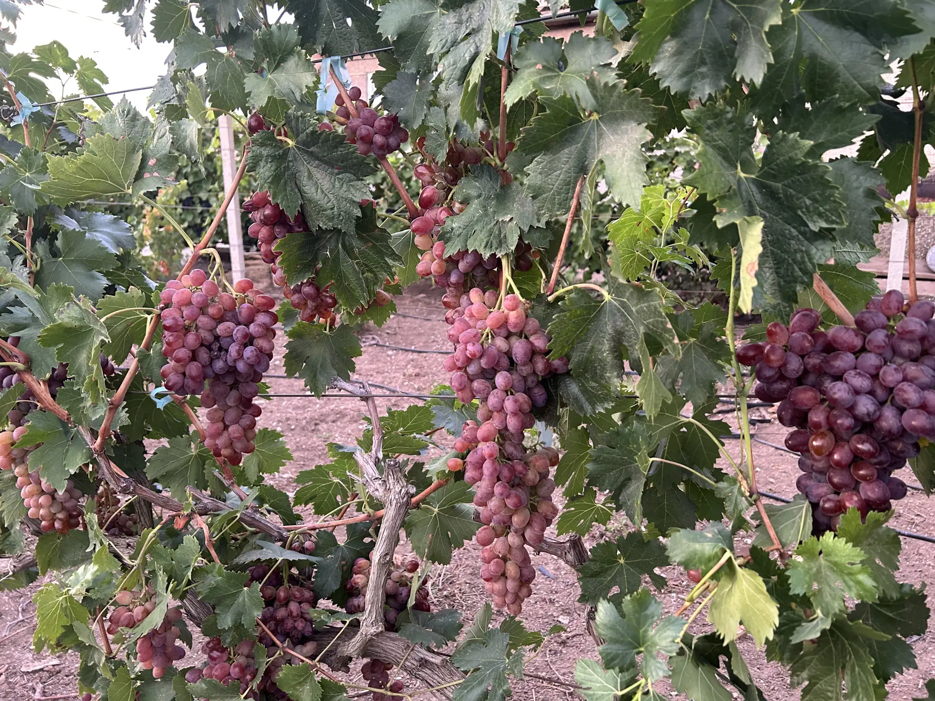 Продам домашний  виноград столовый  Марадона красная и Молдову. 50 р/кг.