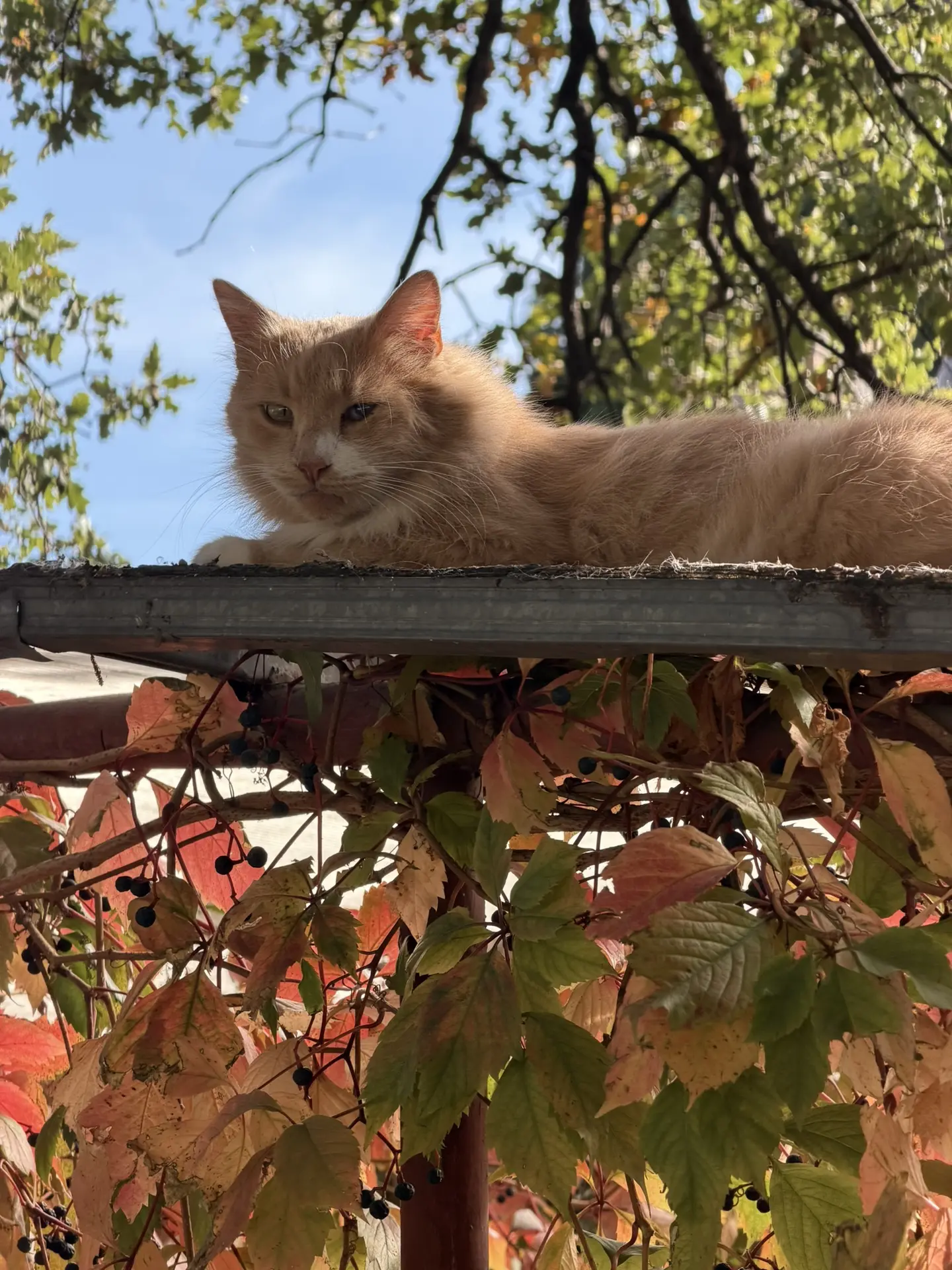 😸Котофей в Алупке маскируется под осеннюю листву, нежась в золоте солнца бархатного се...