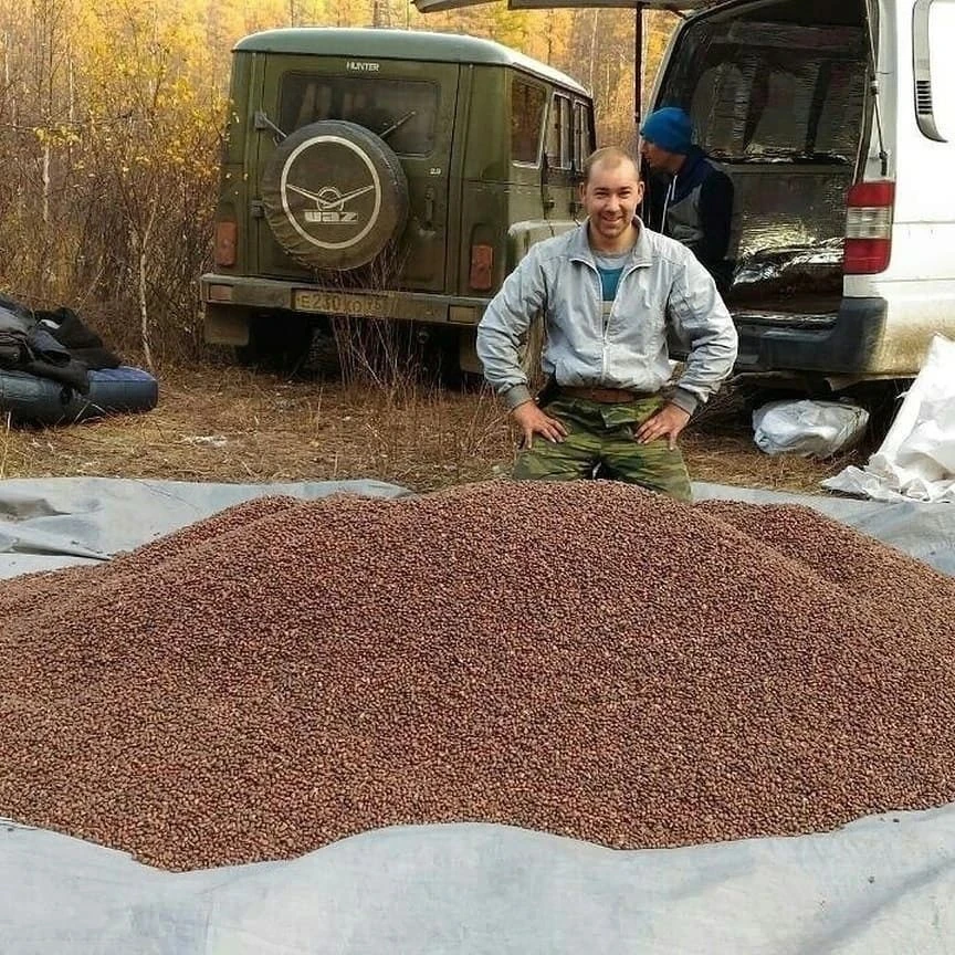 🌳Урожай кедровых орешков.