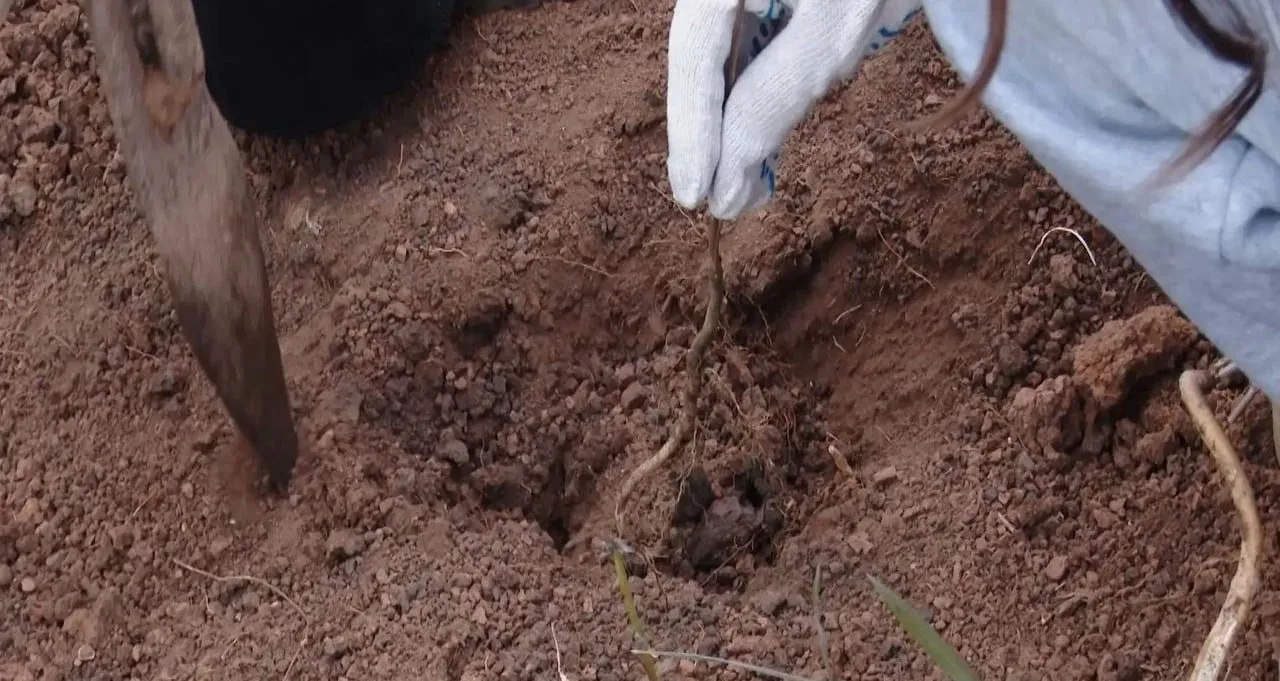 🌳 Почти 10 тысяч ясеней высадили жители Альметьевского района