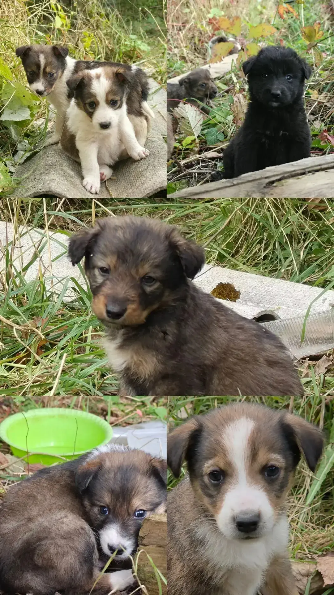 Срочно ищут дом и любящих хозяев верные хвостики!🐕