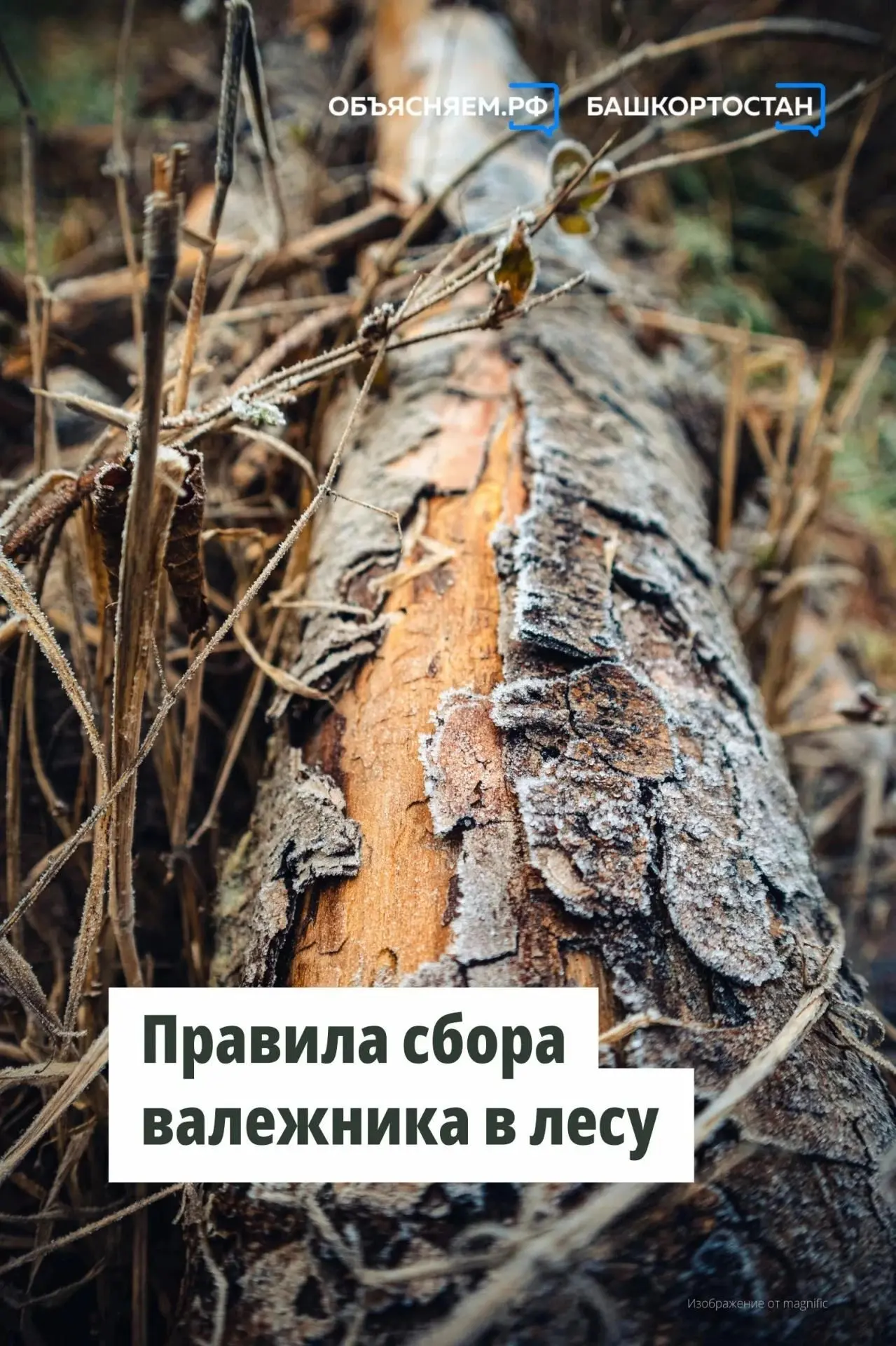 ‼️Жители Башкортостана могут бесплатно собирать валежник в лесу для собственных нужд.