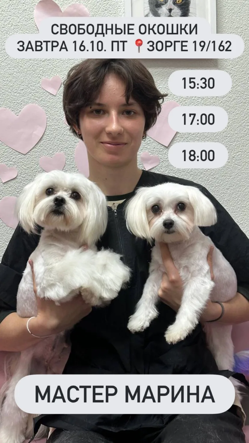 Свободные окошки на завтра на Еременко 112/1с1 и Зорге 19/162 🐾