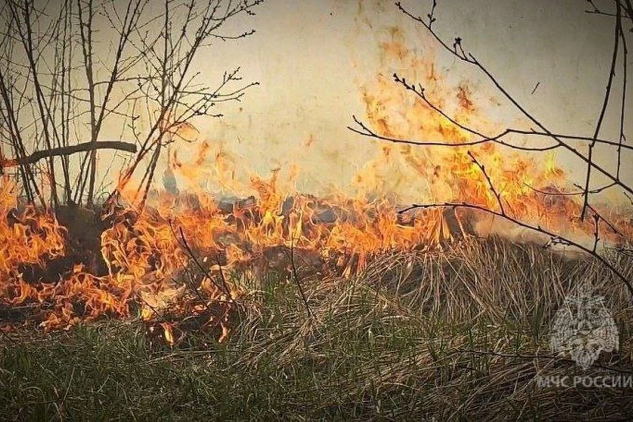 🔥В минуте от катастрофы: под Самарой пожар остановили в 100 метрах от гослесфонда
