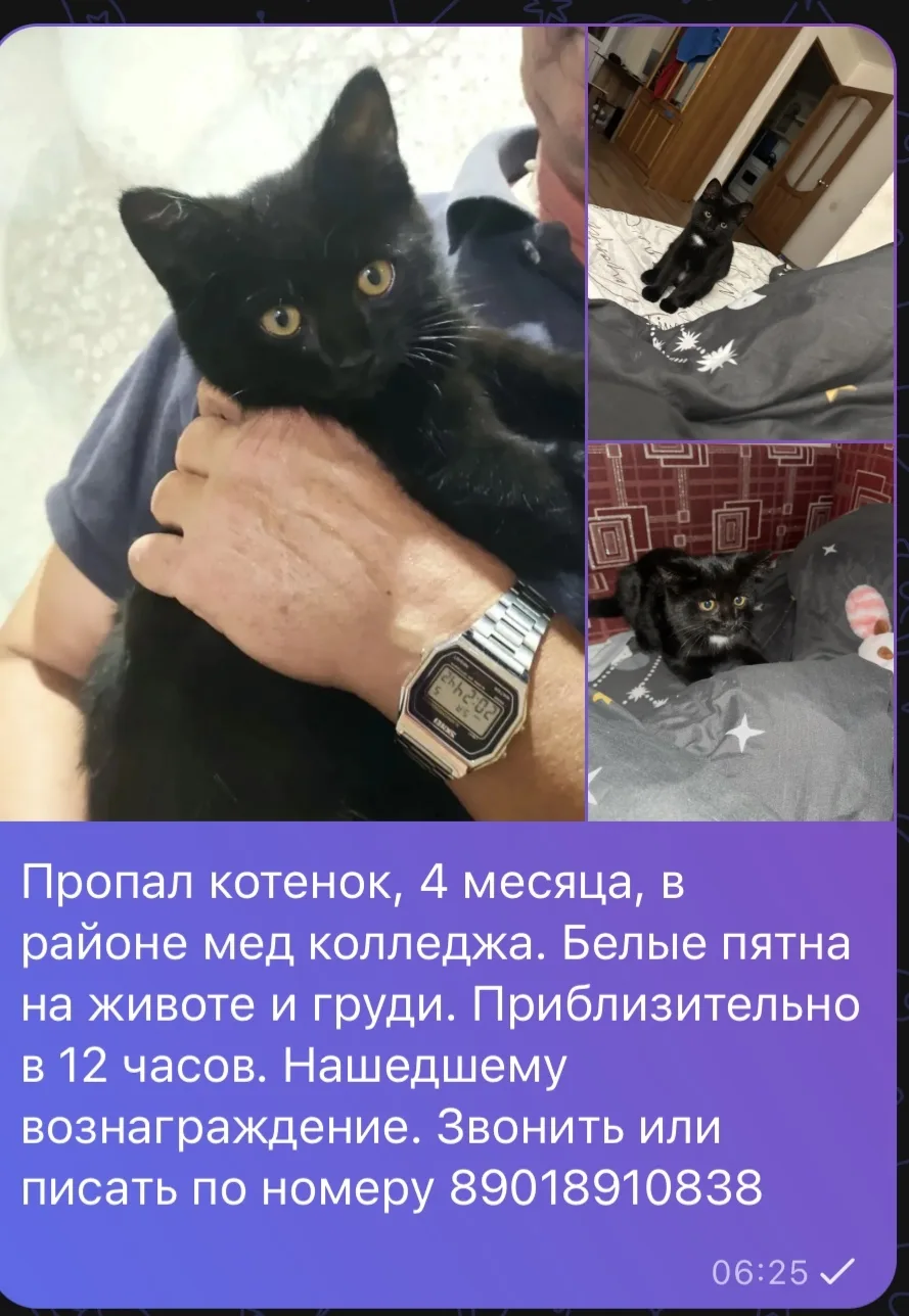 Здравствуйте. Пропал котенок, 10.10 приблизительно в 12:00-13:00. Октябрьская 40. Может...