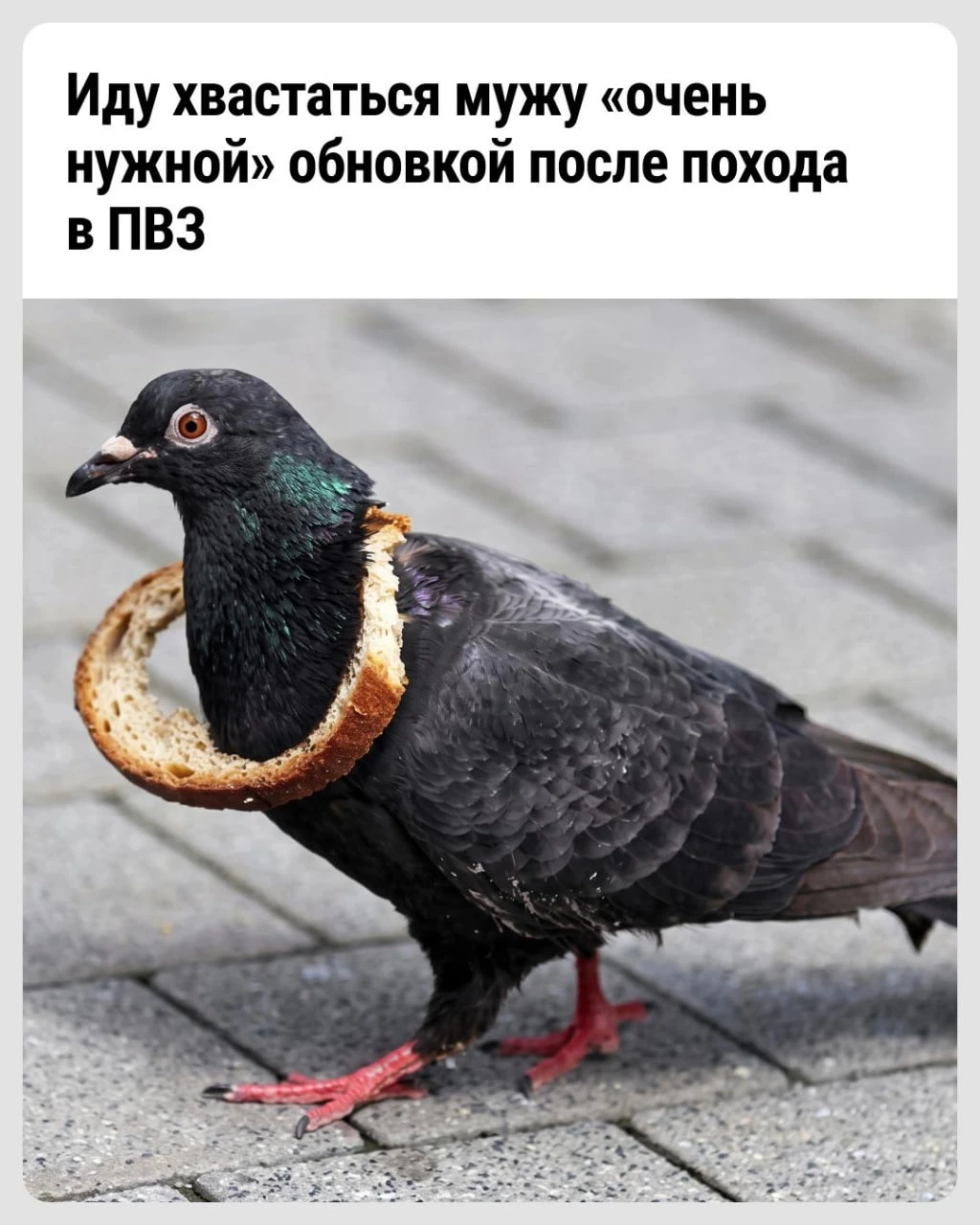 Голуби уже давно заняли свою нишу в рейтинге мемных животных. Внешний вид этих птиц пор...