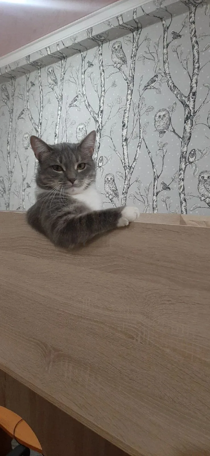 мой француз