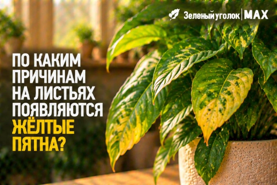 🍃 ПО КАКИМ ПРИЧИНАМ НА ЛИСТЬЯХ ПОЯВЛЯЮТСЯ ЖЁЛТЫЕ ПЯТНА?