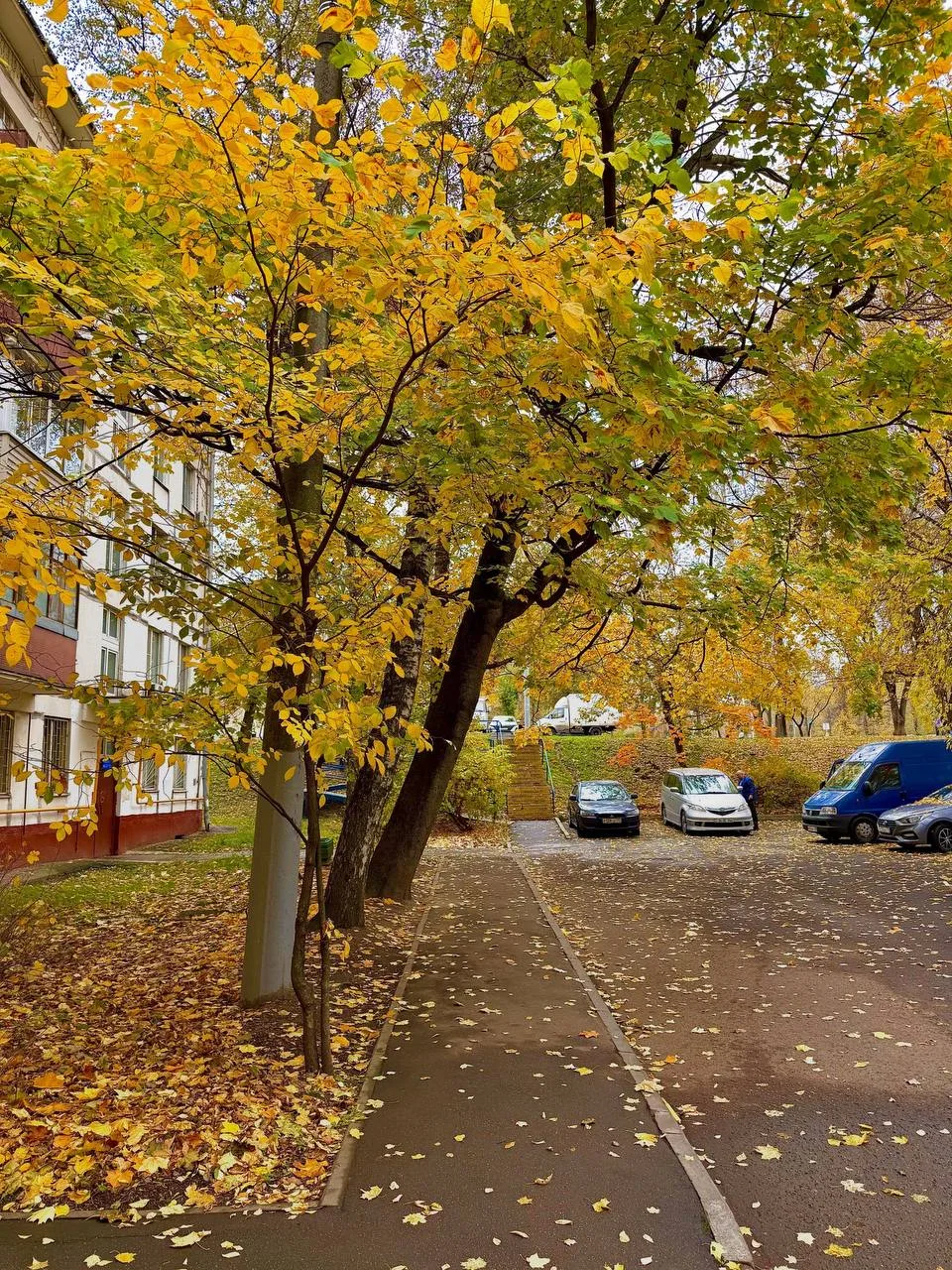 Весь район в золоте 🍂