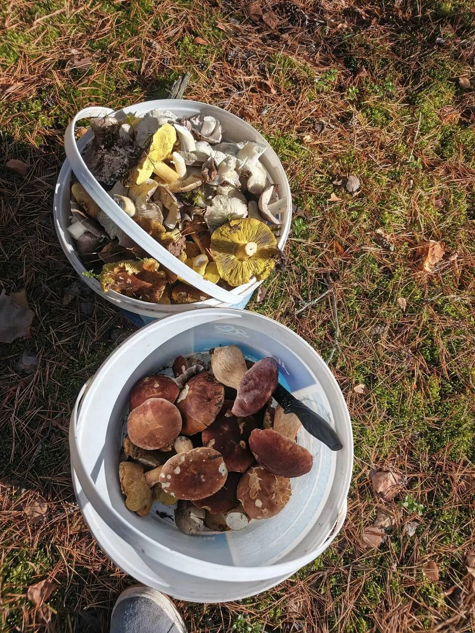 Грибной бум в лесах Марий Эл продолжается 🍄‍🟫