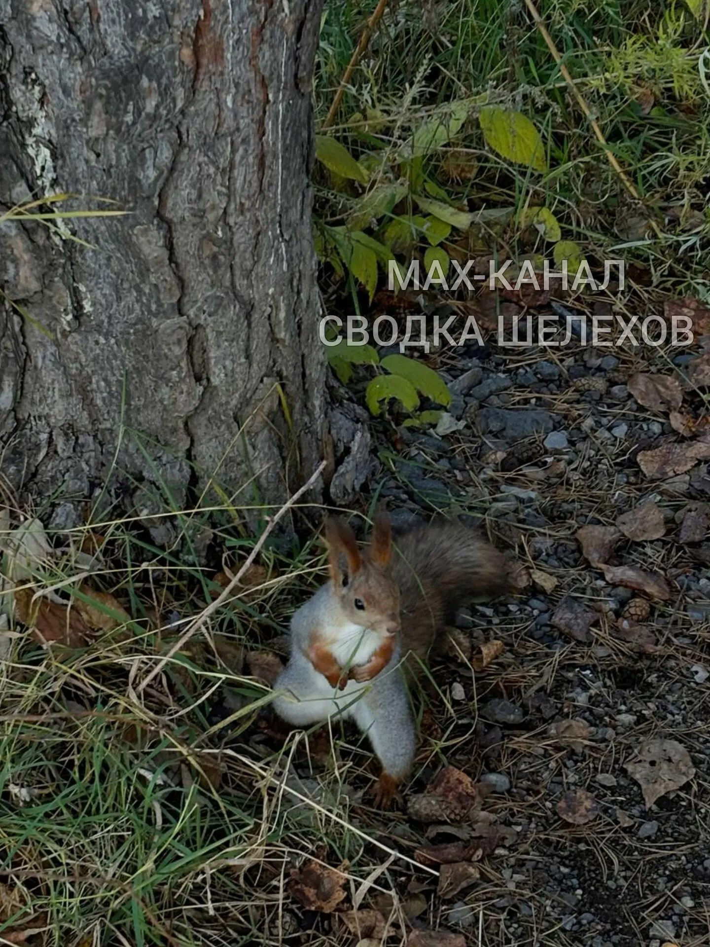 🐿 Местные жители Шелехова тоже готовятся к зиме 😄