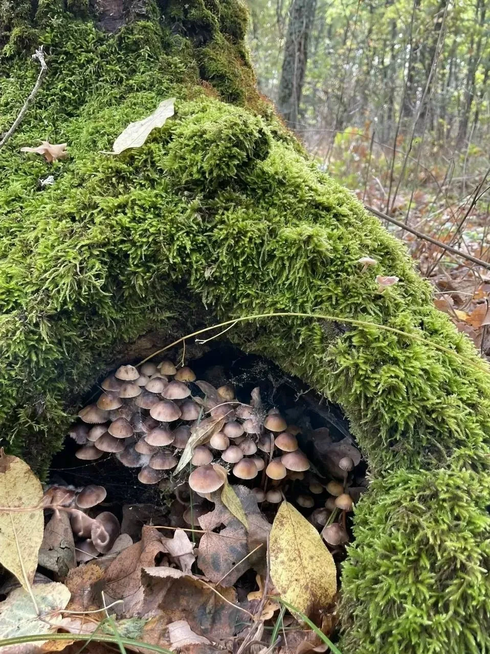 🍄‍🟫 Земляки хвастаются красивым грибным уловом