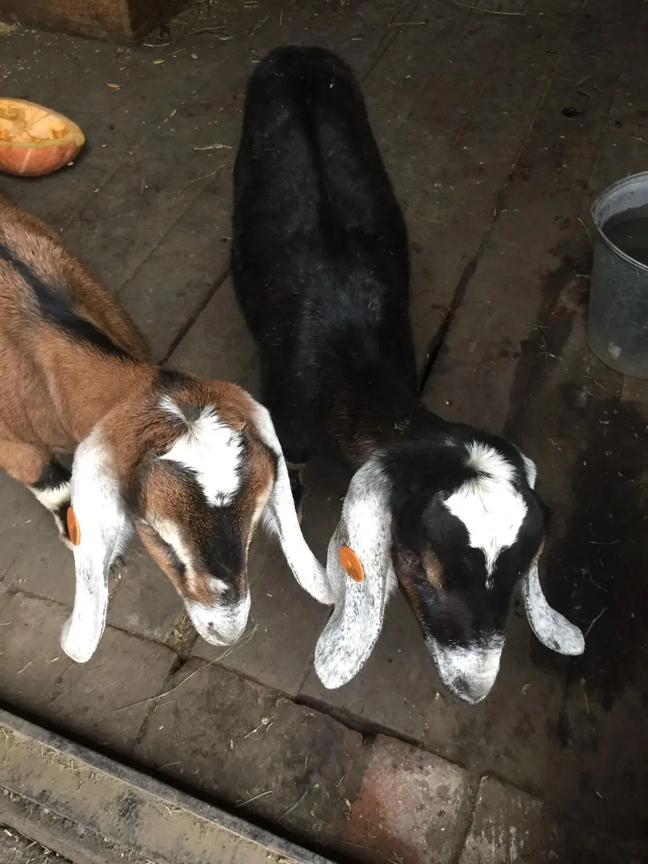 🐐 Наша козья история: от зааненских красавиц до нубийских прелестниц! 🥛