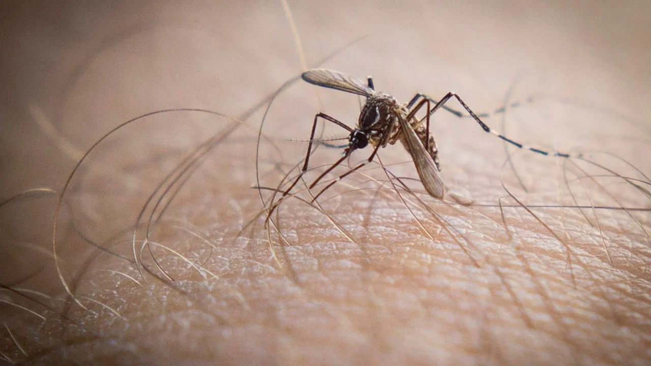 🦟🌡️В Калифорнии вспышка лихорадки Западного Нила