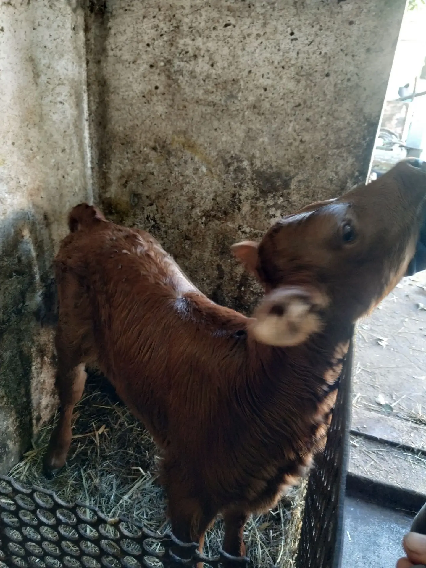 Продам тёлочку за 20т.
