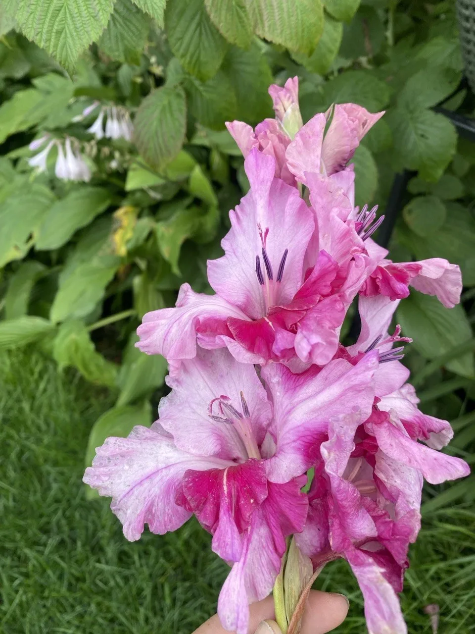 🌸 Гладиолусы: итоги сезона и начало выкопки 🌸