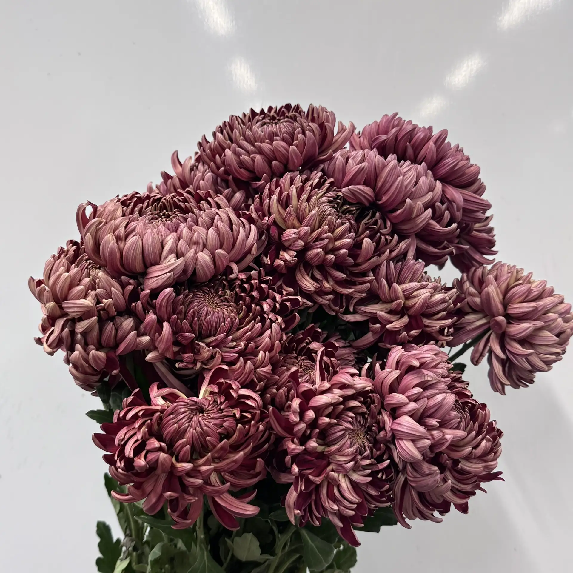 Хризантема бигуди 🌸