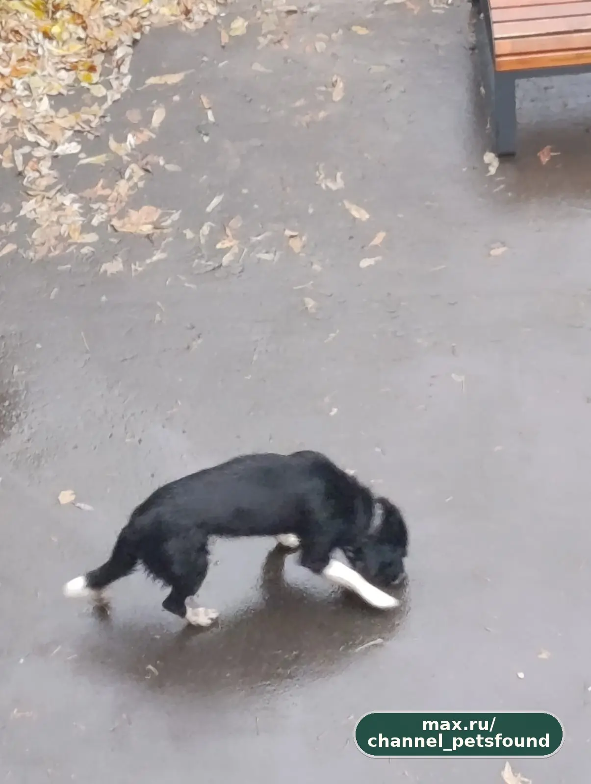 🐾 Найден питомец — Москва