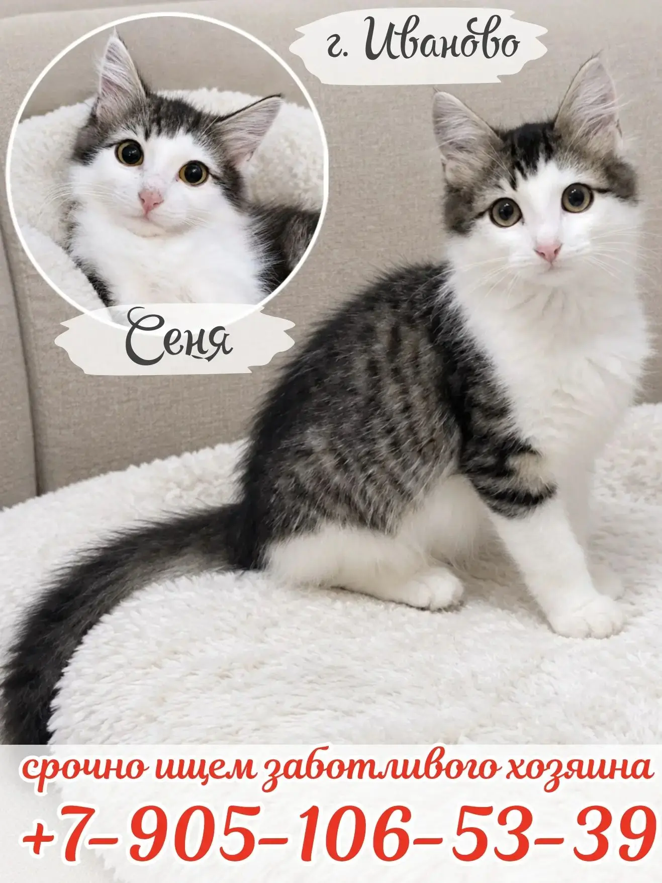 ‼️Срочно ищем дом и заботливого хозяина! 🏡‼️