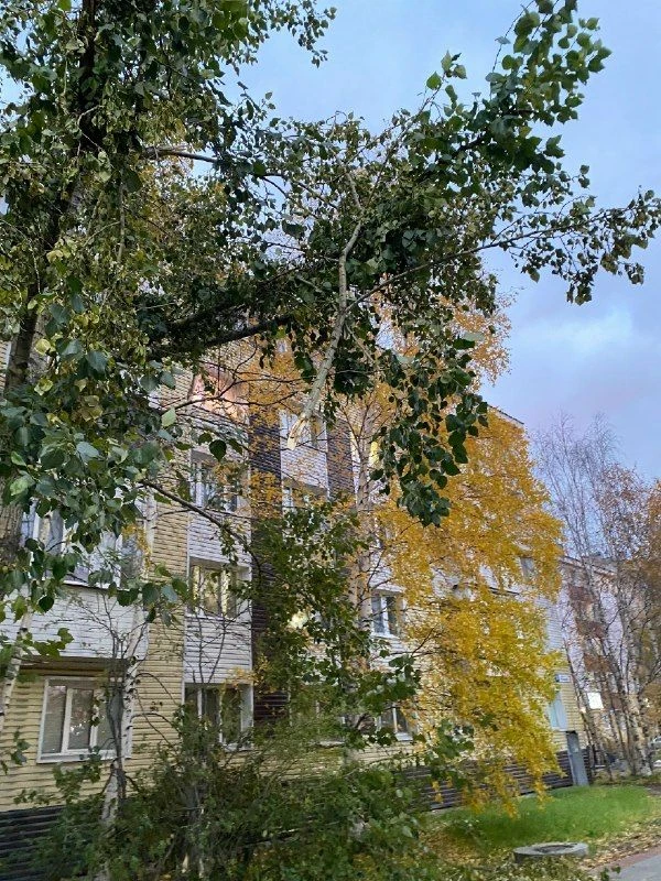 Когда все поломанные ветки по городу уберут?! Висит на Ленина, 28