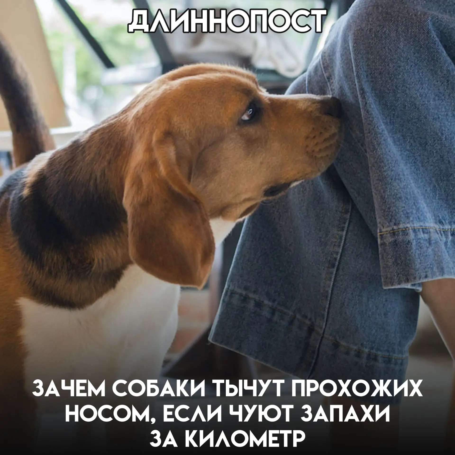Идёшь себе спокойно, и вдруг под коленом — мокрый нос. Чужая собака решила познакомитьс...