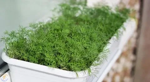 🌿 Домашний укроп — маленький зелёный праздник на подоконнике!